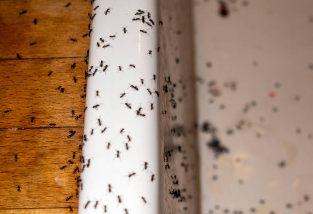 Best Best Pest Control Companies  in Samson, AL