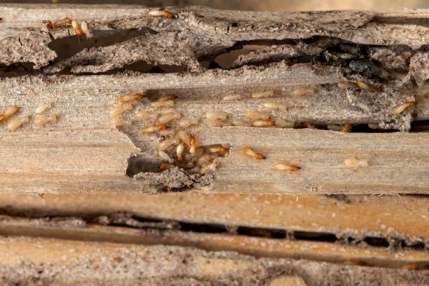 Best Best Pest Control Companies  in Samson, AL