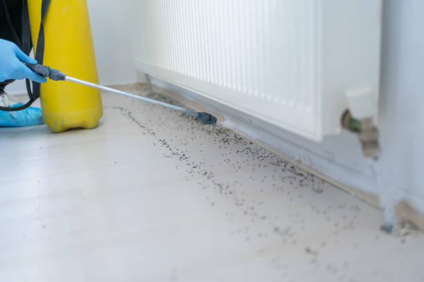 Best Wasp Removal Services  in Samson, AL